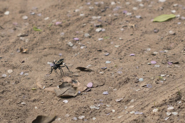 Amazing picture of enormous Tarantula hawk walking around, hunting for tarantulas on sandy soil.