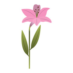 flower lily natural leaves plant decoration vector illustration