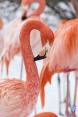 A few flamingos in the winter. © lapis2380