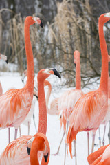 A few flamingos in the winter.