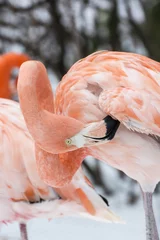 Fotobehang Adult flamingos cleaning feathers. © lapis2380
