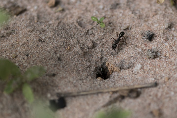 Amazing register of tiny ants working to build their nest. Macro photography. Close-up picture. Top view.