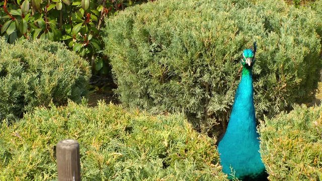 Peacock in nature