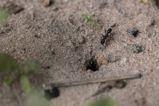 Amazing register of tiny ants working to build their nest. Macro photography. Close-up picture. Top view.
