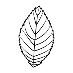 natural eco leaf natural decoration vector illustration outline desing