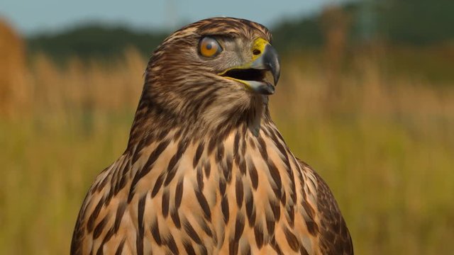 Close up of a falcon