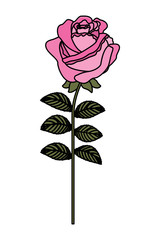 delicate flower rose stem leaves nature decoration vector illustration