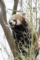 Panda red eating bamboo leaves in winter.