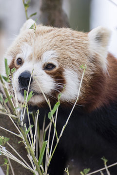 Panda red eating bamboo leaves in winter.