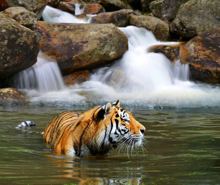 Siberian Tiger (Panthera tigris altaica) in water. © vencav
