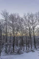Foto auf Leinwand snowy winter woods at dawn vertical © Rosemarie Mosteller