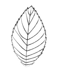 natural eco leaf natural decoration vector illustration sketch image