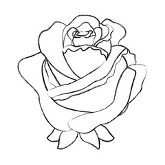 flower rose delicate decoration floral nature petals vector illustration sketch image