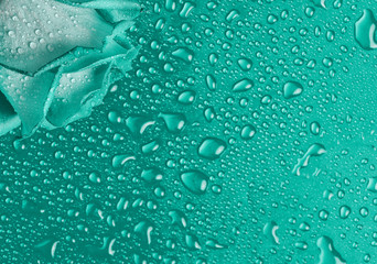 Rose bud on a blue surface in droplets of water. Top view.
