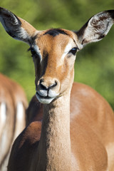 Face and Neck of Wild Thompsons Gazelle