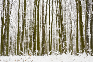 Snow-covered beech forest in the mountains on a cloudy frosty day.