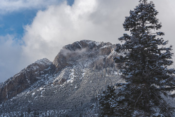 Lone Pine tree covered in snow with snowy mountain at the background