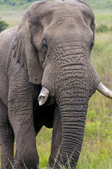 Obraz premium Elephant Standing in Lush Green Bush and Grassland