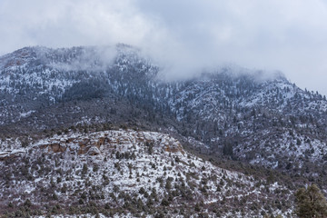 Fototapeta na wymiar Snow forest landscape with fog