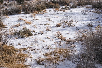 Snow covering the ground and plant life
