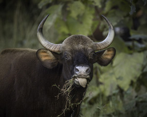 Naklejka premium Gaur, Indian Bison