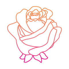 flower rose delicate decoration floral nature petals vector illustration degrade color line image