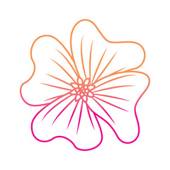 flower periwinkle delicate decoration floral nature petals vector illustration degrade color line image