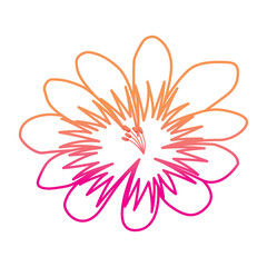 Fototapeta na wymiar flower delicate decoration floral nature petals vector illustration degrade color line image