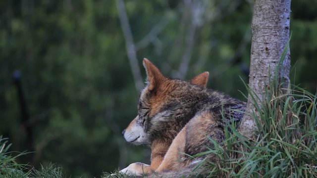 red wolf laying under tree