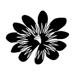 flower delicate decoration floral nature petals vector illustration black image