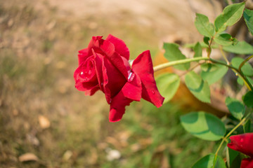 Red roses in backyard
