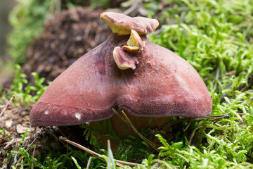 kleiner Pilz auf einem Pilz