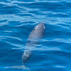 Dolphin swimming and diving in blue sea 
