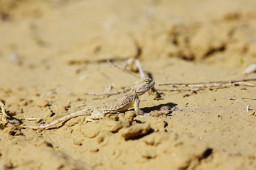 desert lizard in the wild