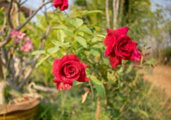 Red roses in backyard