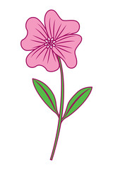 cute flower periwinkle petals leaves stem icon vector illustration pink and green image
