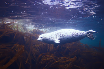seal underwater photo in wild nature