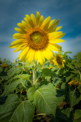 Sunflower field