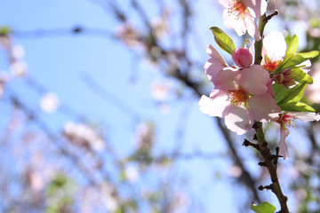 background of spring white cherry blossoms tree. selective focus.