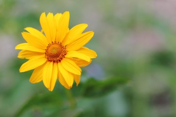 coreopsis