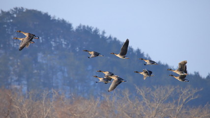 飛び立つオオヒシクイ（16：9）　Taiga bean goose