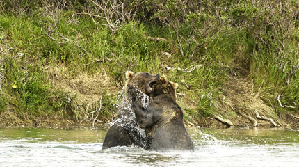 Two giant brown bears fighting in a river in the Katmai peninsula, Alaska. Wildlife in the Alaskan...