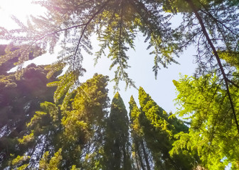 View of coniferous trees' crowns: cypresses, pines - against summer sunny sky. Nikitsky Botanic garden (Crimea, Russia). Plant natural attractive background