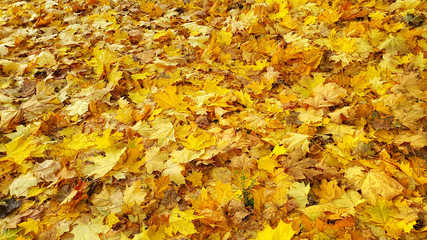 Autumn background from fallen golden foliage of maple tree