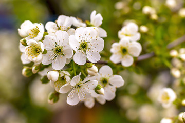 Garten Traum weisse Kirsch bluete im Frueh Jahr