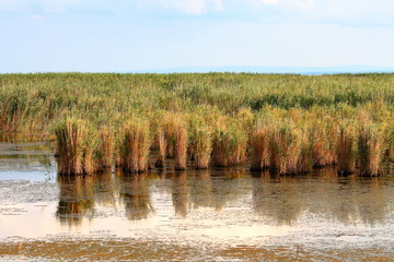 Green reed growing in water, bed of rushes reflecting in lake, nature background. View of lake with green bulrush