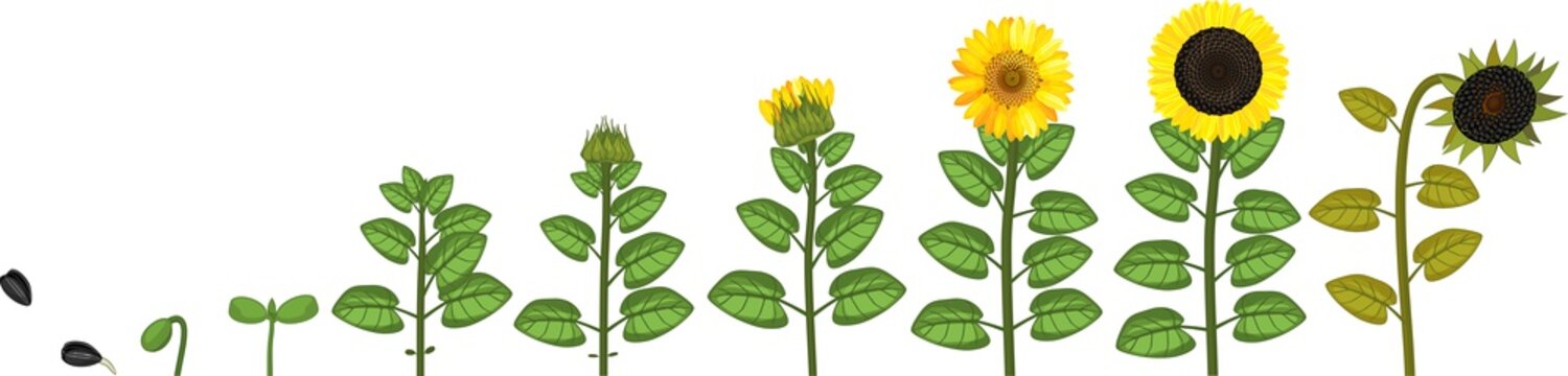 Sunflower Life Cycle. Growth Stages From Seeding To Flowering And Fruit-bearing Plant