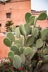 Cactus in urban garden in Marrakesh,Morocco