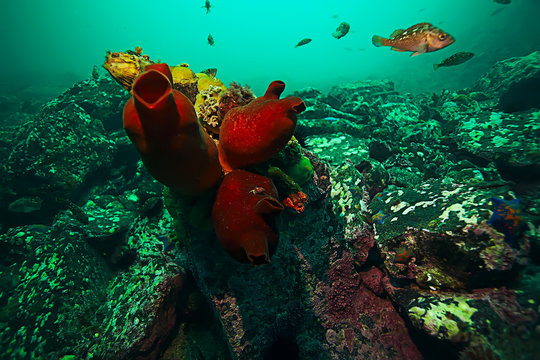 ascidia purple underwater photo coral reef