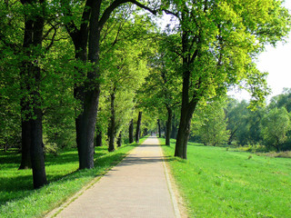 leerer Radweg mit satten grünen Wiesen und Bäumen in einem Park bei sonnigem Wetter